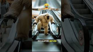 BIGFOOT’s LEG DAY FAIL 💪😂 | Gym Gone Wrong!#bigfoot #funny #viral