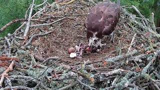 03 June 26 am ~ L-O-N-G ~ 14 MINUTES UNEDITED CHICK FEEDS ~ ©Scottish Wildlife Trust, Lowes