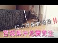 【宮城県沖地震】地震で異変を発見した猫