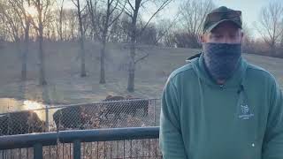 Bison Zookeeper Talk @MinnesotaZoo