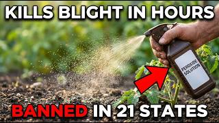 $1 Garage Liquid KILLS Tomato Blight in Hours. BANNED in 21 States. Buried For Years.