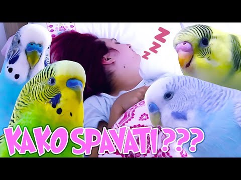 Video: Kako Spavaju Papuga Papagaji