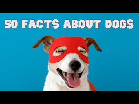 Video: Surprising Dog Facts: Senses, Behavior, and World Records