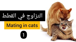 التزاوج في القطط ..امتى اجوز قطتي ..ليه بتفشل عمليه التزاوج ..mating in cats#طب-بيطري