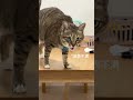 Come and show off your ugly cat photos in the Ugliness Contest. Hahahahaha. The daily life of bi
