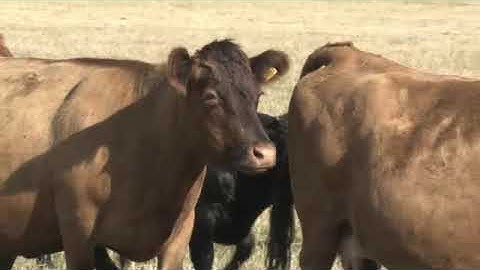 Everybody Up 3 bản 2nd edition: unit 6 Farm chores