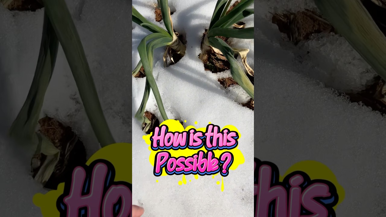 Did you know that onions grow in the snow? 