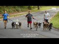 Running With Dogs As A Full-Time Job