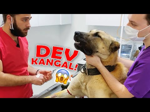 Video: Veteriner İsteyin: İnsan Tıbbı Köpekler İçin İyi Olabilir mi?