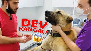 Dev Köpekten Kan Almak Nasıl Tepki Verdi?