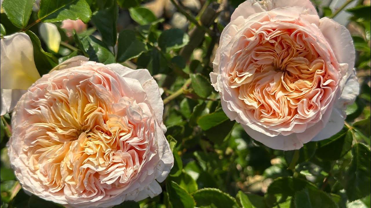 Domaine de Chantilly Rose - April 2025