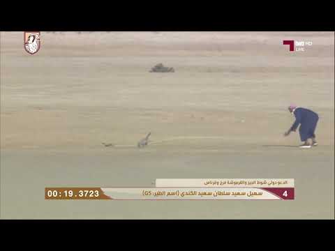 الفائز بالمركز الثالث فئة جير و قرموشة فرخ و قرناس بطولة الدعو الدولي مرمي 2026