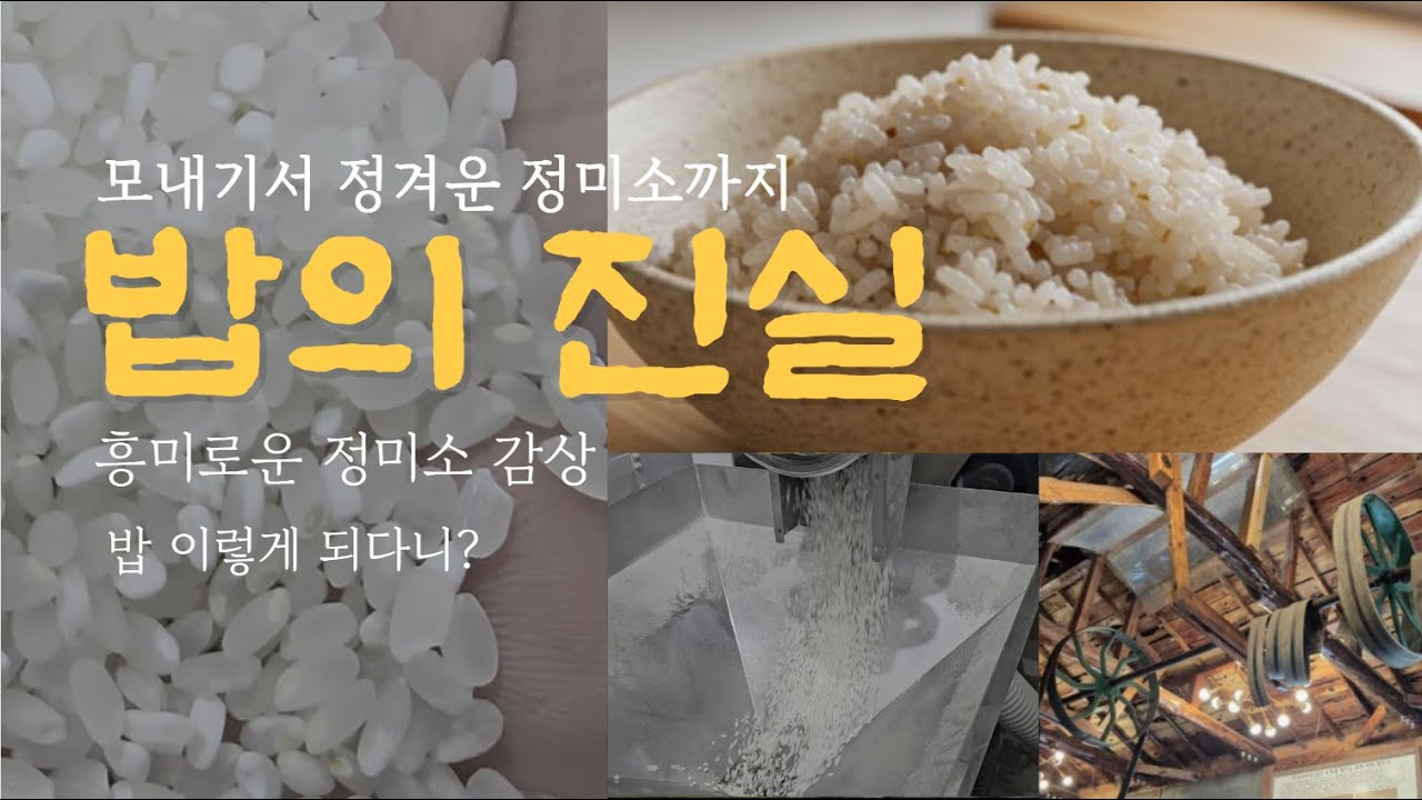 밥의 재발견, 모내기서 정미소 쌀이 되기까지 흥미로운 과정 생생한 현장 가다
