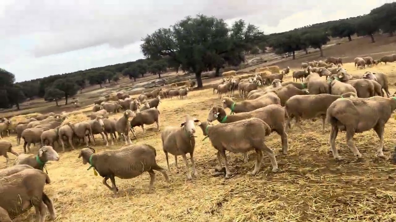 13 días para que terminen de parir las Merinas y fijaros las que nos quedan