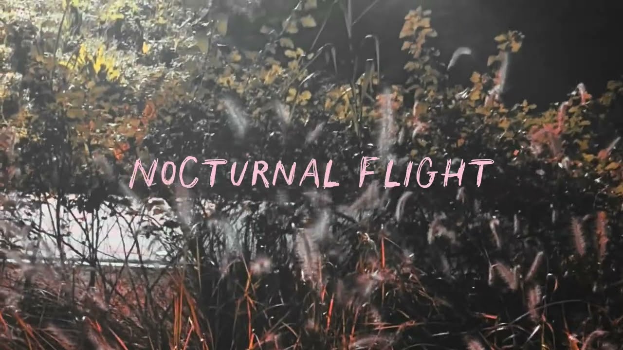 고닭 (Godarxk) 새 싱글 야간비행 (Nocturnal Flight) Visualizer