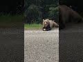 🐻 “Bear Feeding Time in the Wild!