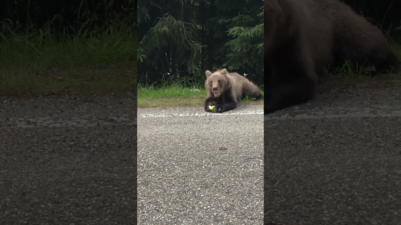 🐻 “Bear Feeding Time in the Wild!