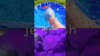 Learn with Toys | Sea Animal Names for Kids: Whale Shark Jellyfish Sperm Whale Pufferfish Boxfish