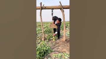 New method for pulling radishes- Good tools and machinery can increase work efficiency