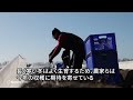 ドイツの春の風物詩、ホワイトアスパラの収穫期が到来