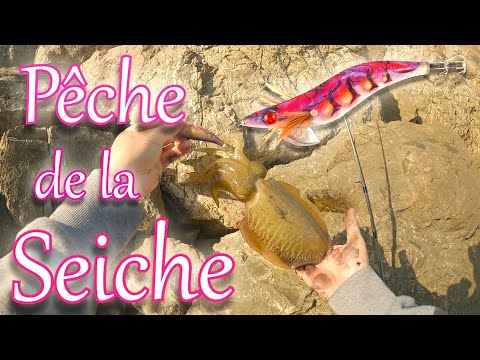 Pêche de la SEICHE , CONSEILS et TECHNIQUES pour DÉBUTANT ! 🦑 EGING