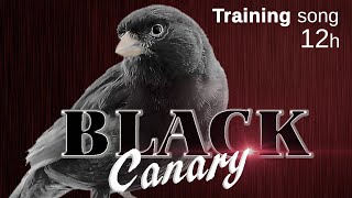 Canary Black 12h The Best Training Song