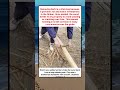 Traditional Bark Peeling Skills For Rural Timber Preparation