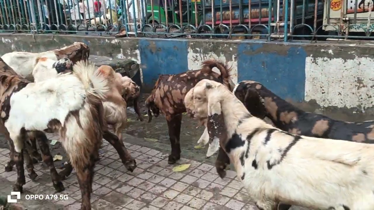 TOTAPARI KOLKATA CHAGOL HAT NARKUL DAGA RAJA BAZAR 7059350346