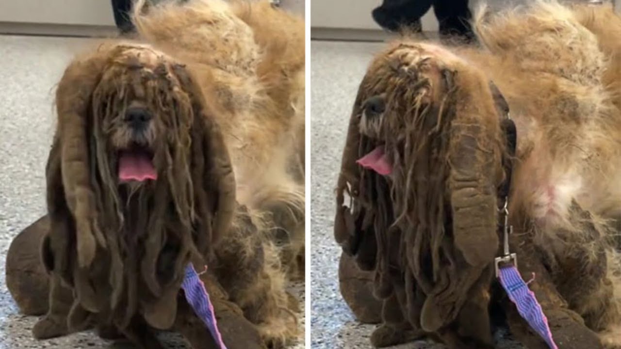 Rescue Dog Has 6.5 Pounds Of Matted Fur Shaved Off During A Life