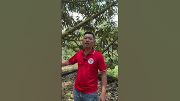 Sầu Riêng Mưa Nhiều Không Lên Được Cơm Phải Làm Sao | Nông Nghiệp TKA