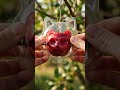apple  full trnasformation to cat face head