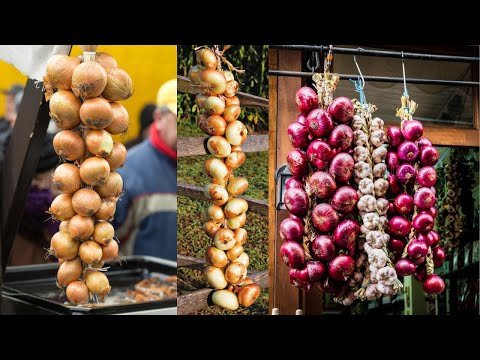 Vídeo: Armazenando Cebolas do Jardim: Como Manter Cebolas Durante o Inverno