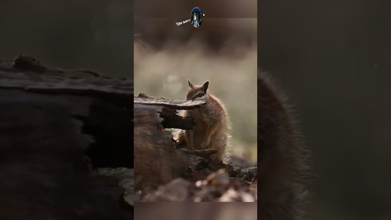 Намбат (сумчатый муравьед) - Myrmecobius fasciatus  (Наш ТГ канал @infackts)