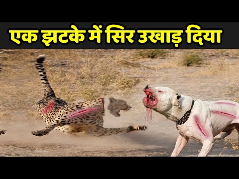 एक झटके में सिर उखाड़ दिया | Cheetah Vs Dogo Argentino