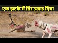        cheetah vs dogo argentino