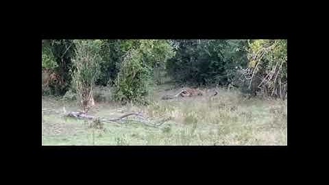 Python Constricts Leopard As It Fights Back!