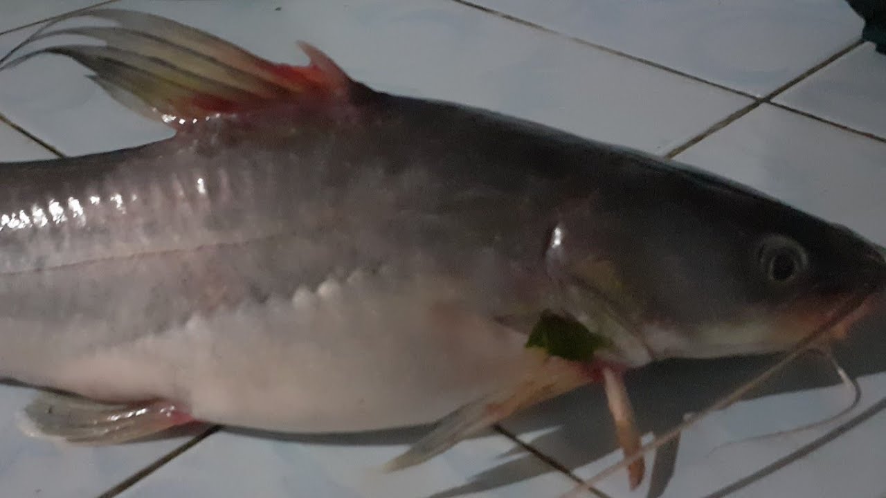 Mancing baung//Part 2 Umpan Sakti,,,ganas²