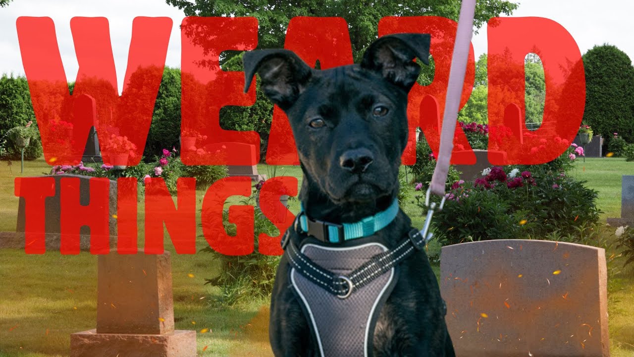 The Shocking True About Pitsky Mix of Pitbull and Husky