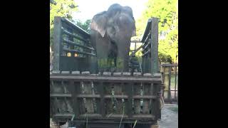 A Wild Elephant Ready To Be Released | 解放される準備ができている野生のゾウ | Elephant | Animals | Wildlife #Shorts