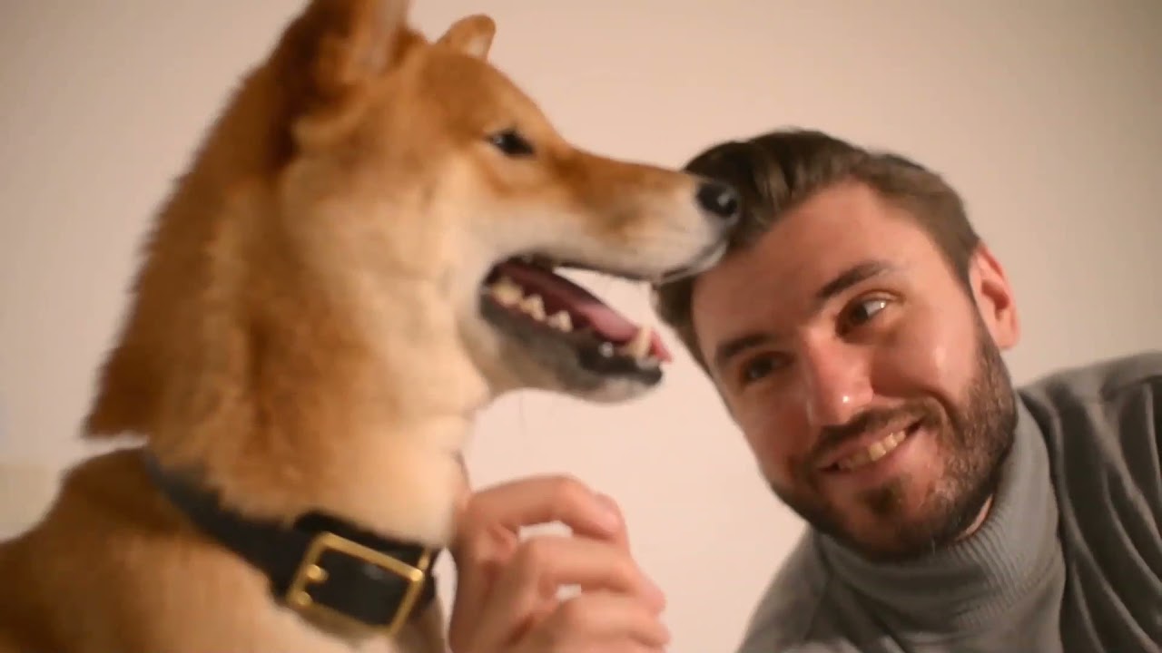 Should Strangers Pet Your Dog YouTube