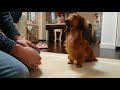 【伏せ】誰でも簡単な愛犬の伏せの練習方法動画(ミニチュアダックスフンド編)しつけ