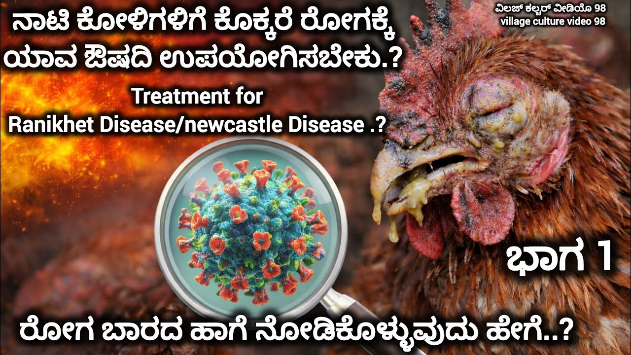 ನಾಟಿ ಕೋಳಿಗಳಿಗೆ ರೋಗ ನಿರ್ವಹಣೆ ಮಾಡುವುದು ಹೇಗೆ..? Treatment for Ranikhet Disease in poultry | #naatikoli