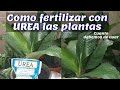 COMO FERTILIZAR CON UREA LAS PLANTAS- cuanto debemos usar / Liliana Muñoz