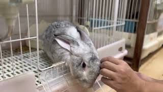 พาชมห้องกระต่ายของผม Kamrai minifarm bunny&friend