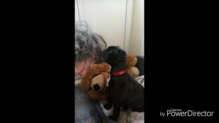 dog v human fight (so funny) (please watch)