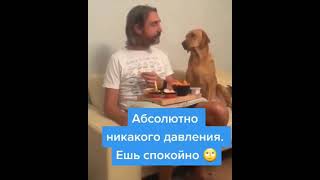 Собаки - голодаки - 1 :))