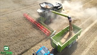 New Claas Lexion 8900 Harvesting Wheat