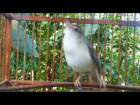 suara krek krek lanjut nge klik prenjak sawah jantan||Pancingan klik klik bahan
