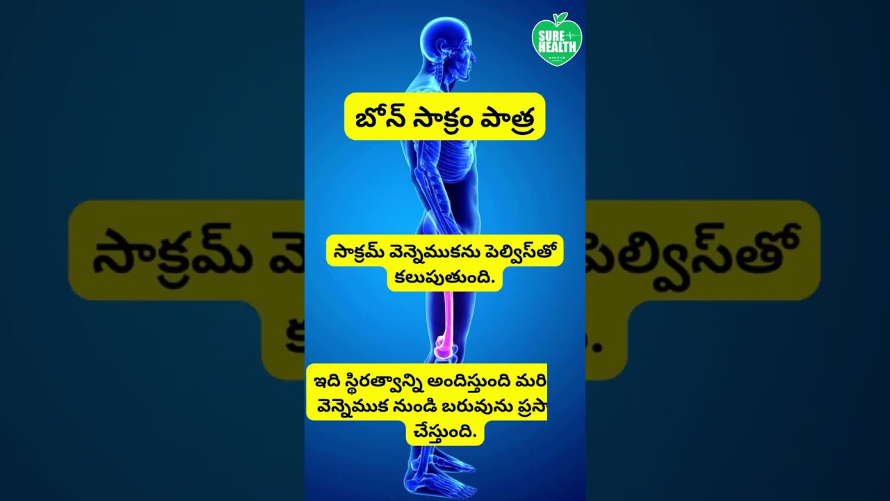 బోన్ సాక్రం పాత్ర/Bone Sacrum Role 