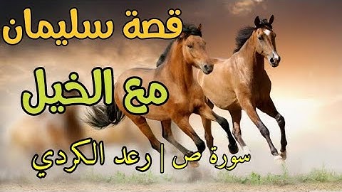 قصة سليمان مع الخيل " ما تيسر من سورة ص ؛ القارئ رعد الكردي ~ ترتيل في غاية الجمال